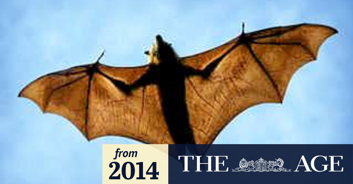 Batbite victims angry at lack of rabies vaccine